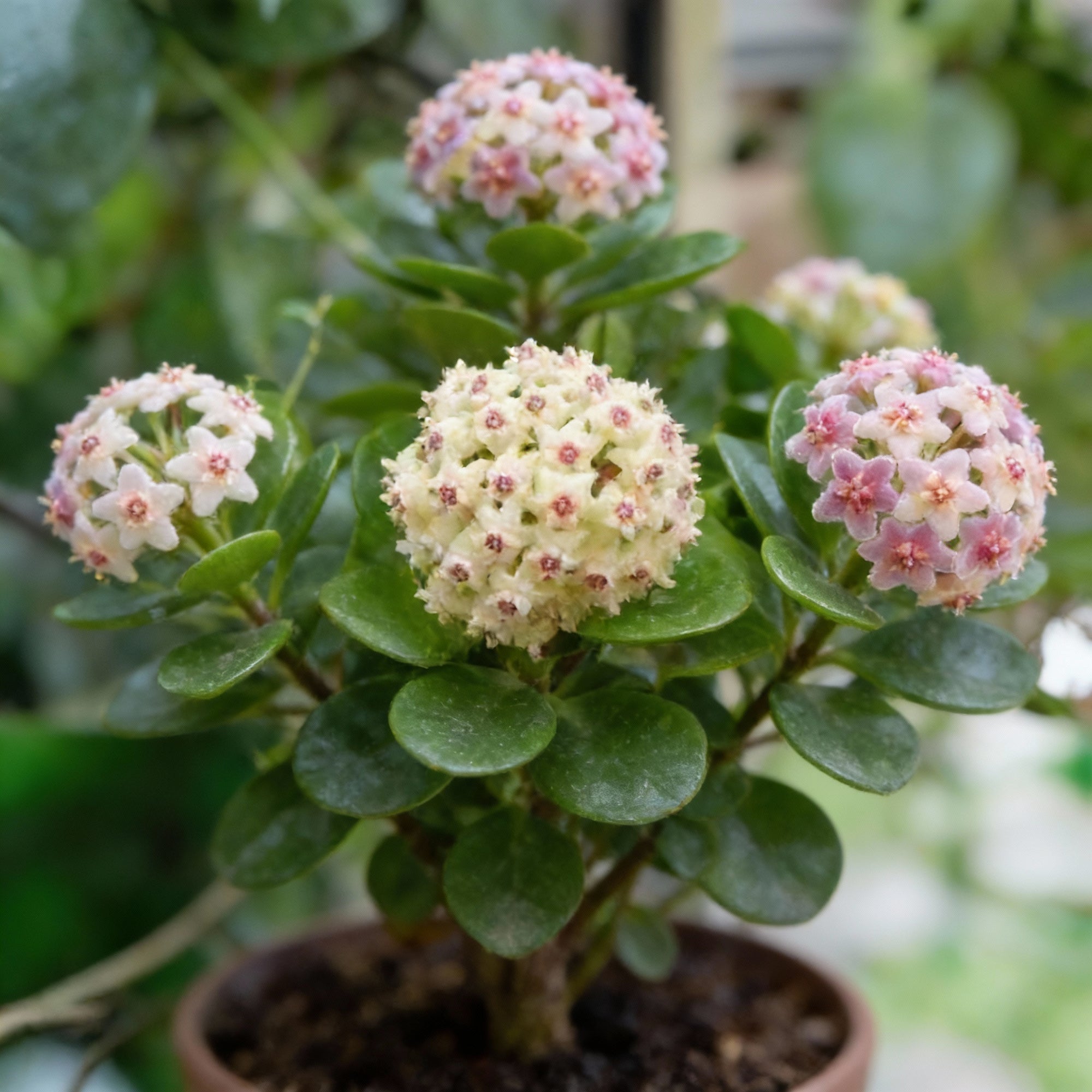 perennial-ball-orchid-star-shaped-flower-seeds-for-garden-planting