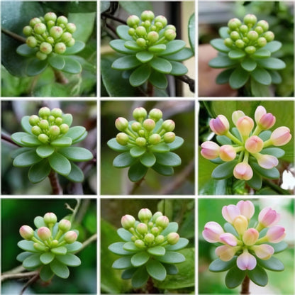 Perennial Ball Orchid Star Shaped Flower Seeds for Garden Planting