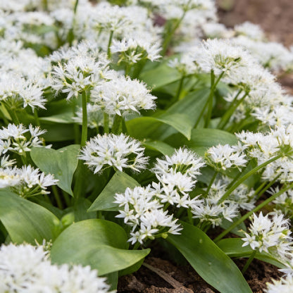 Wild Garlic Ramsons Seeds for Garden Planting