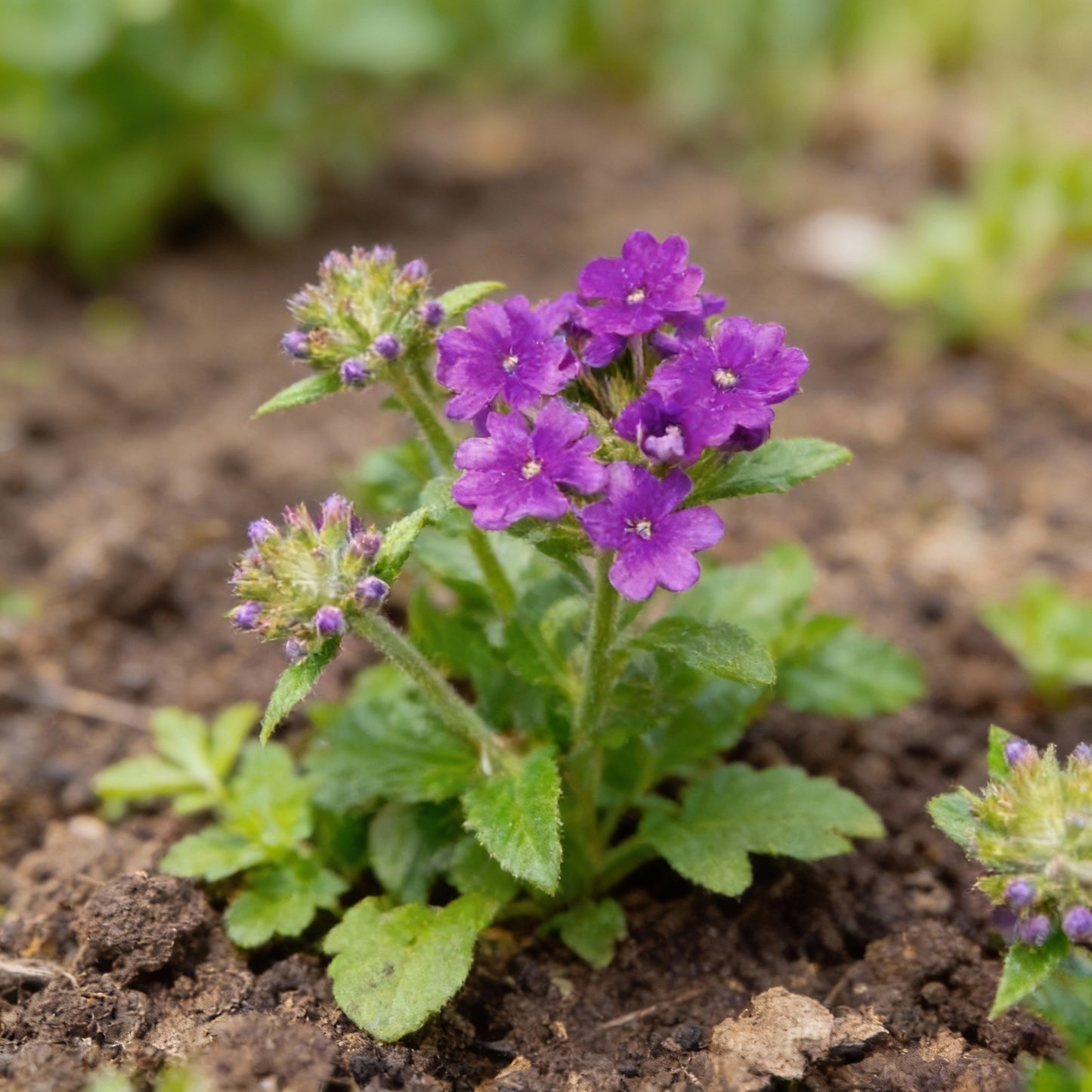 Verbena Bonariensis Flower Seeds for Garden Planting