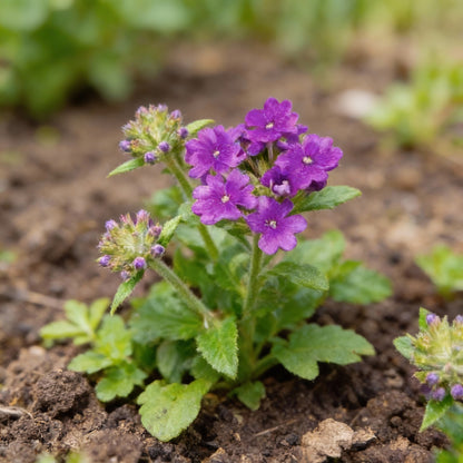 Verbena Bonariensis Flower Seeds for Garden Planting