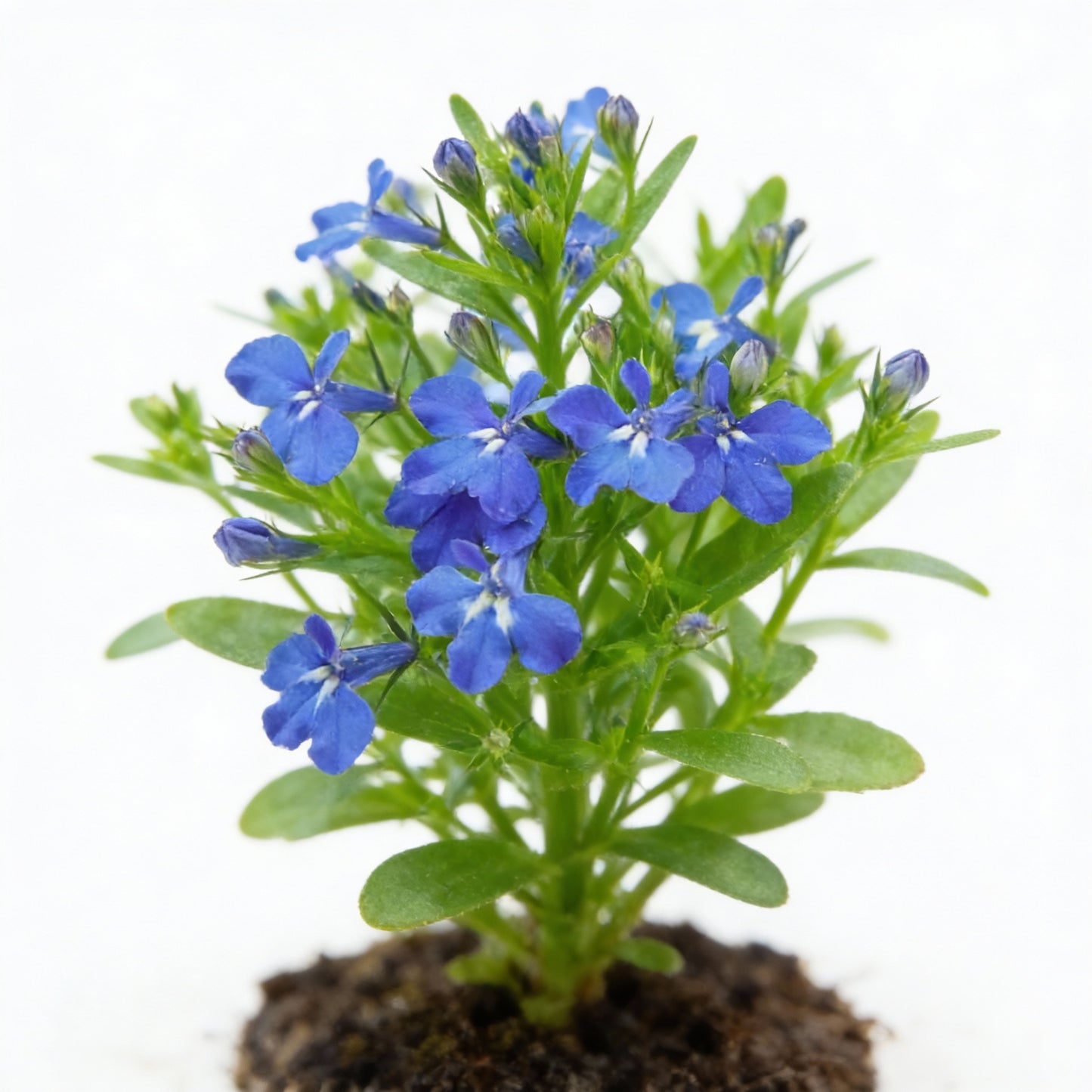 Lobelia Crystal Palace Seeds for Garden Planting