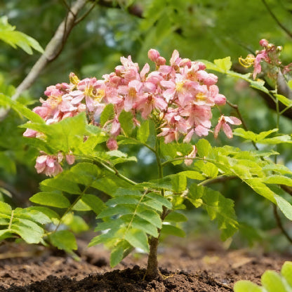 Cassia Javanica Seeds for Garden Planting