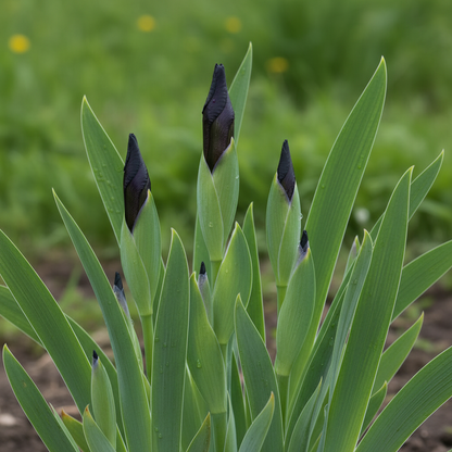 Perennial Black Magic Iris Flower Seeds for Garden Planting