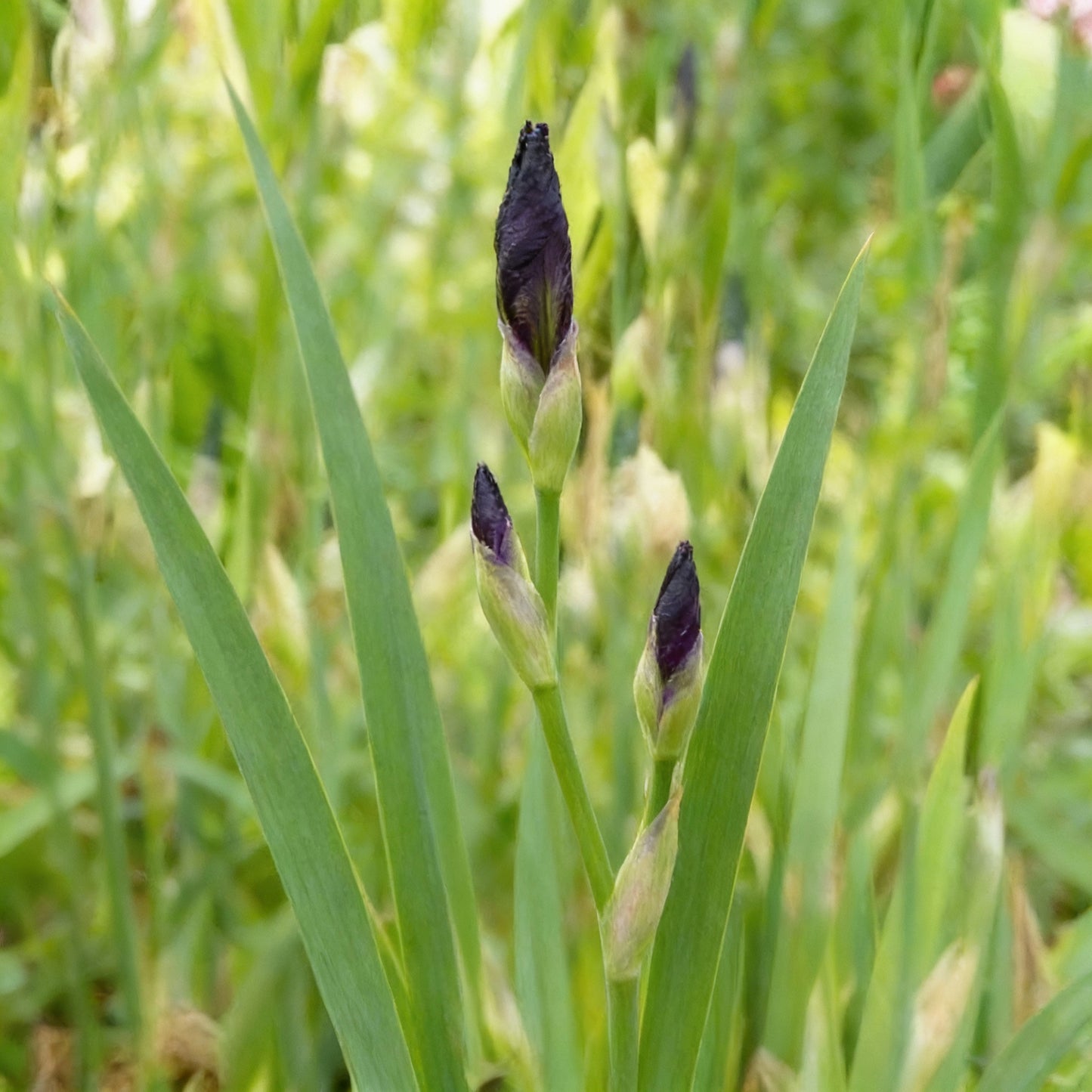 Perennial Black Magic Iris Flower Seeds for Garden Planting