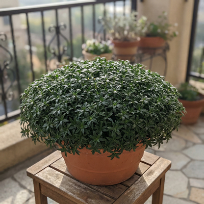 Sedum Dragon’s Blood Flower Seeds for Planting – Perennial Ground Cover