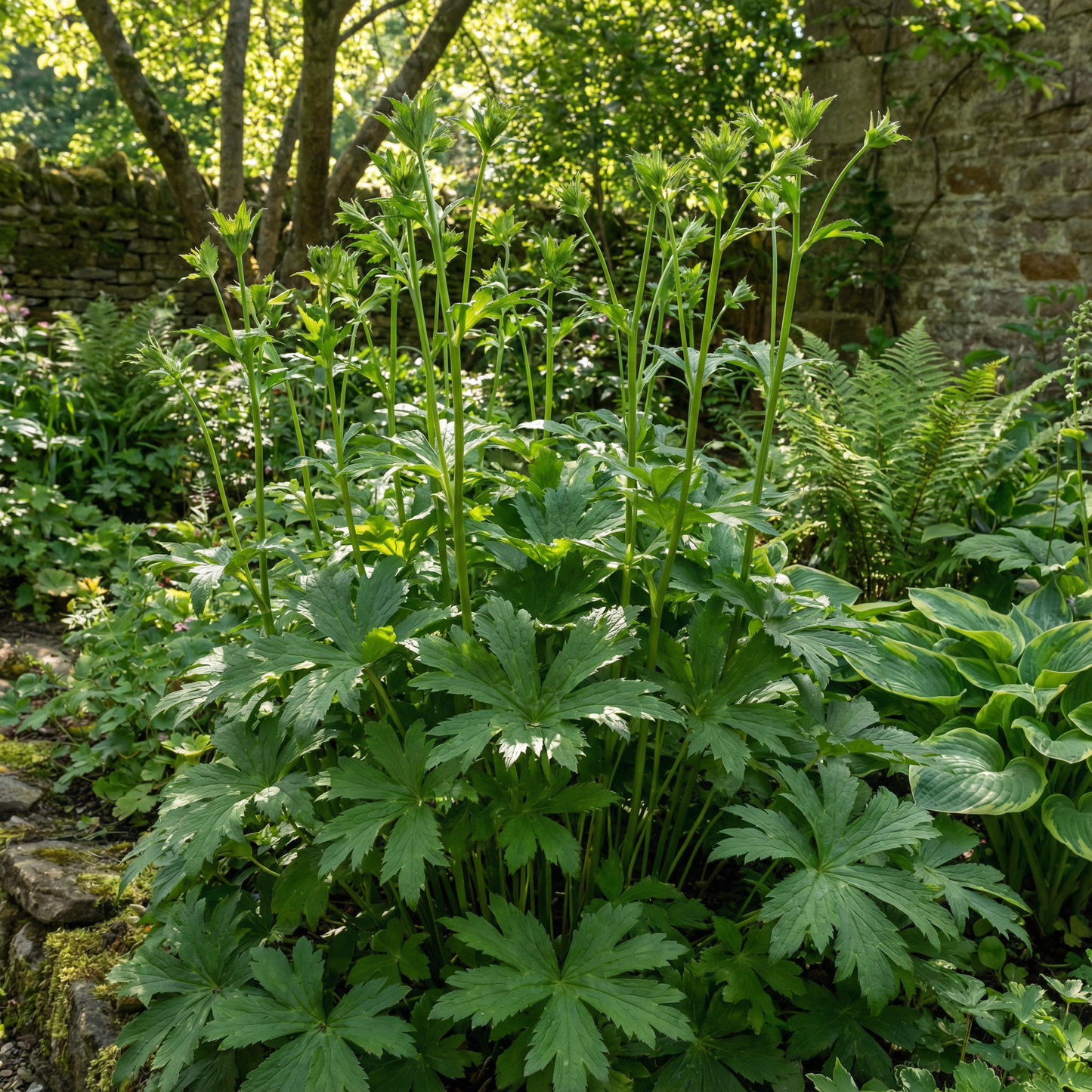 Mixed Astrantia Flower Seeds for Planting