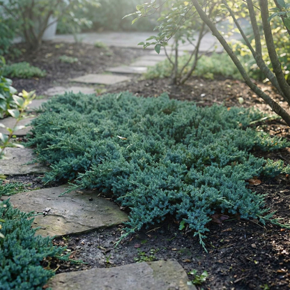 Blue Ground Cover Plant Seeds – Low Growing Garden Beauty