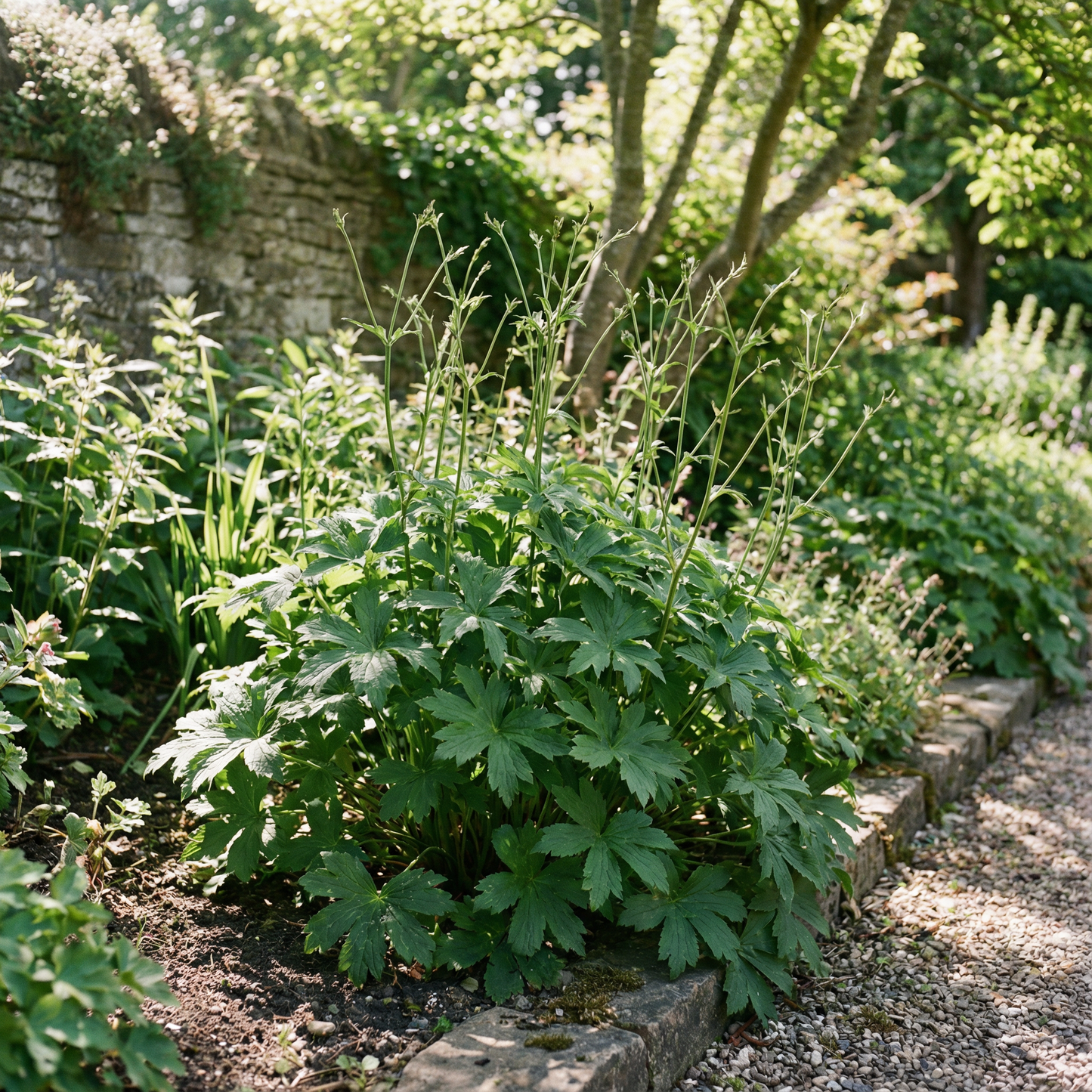 Masterwort Flower Seeds for Planting