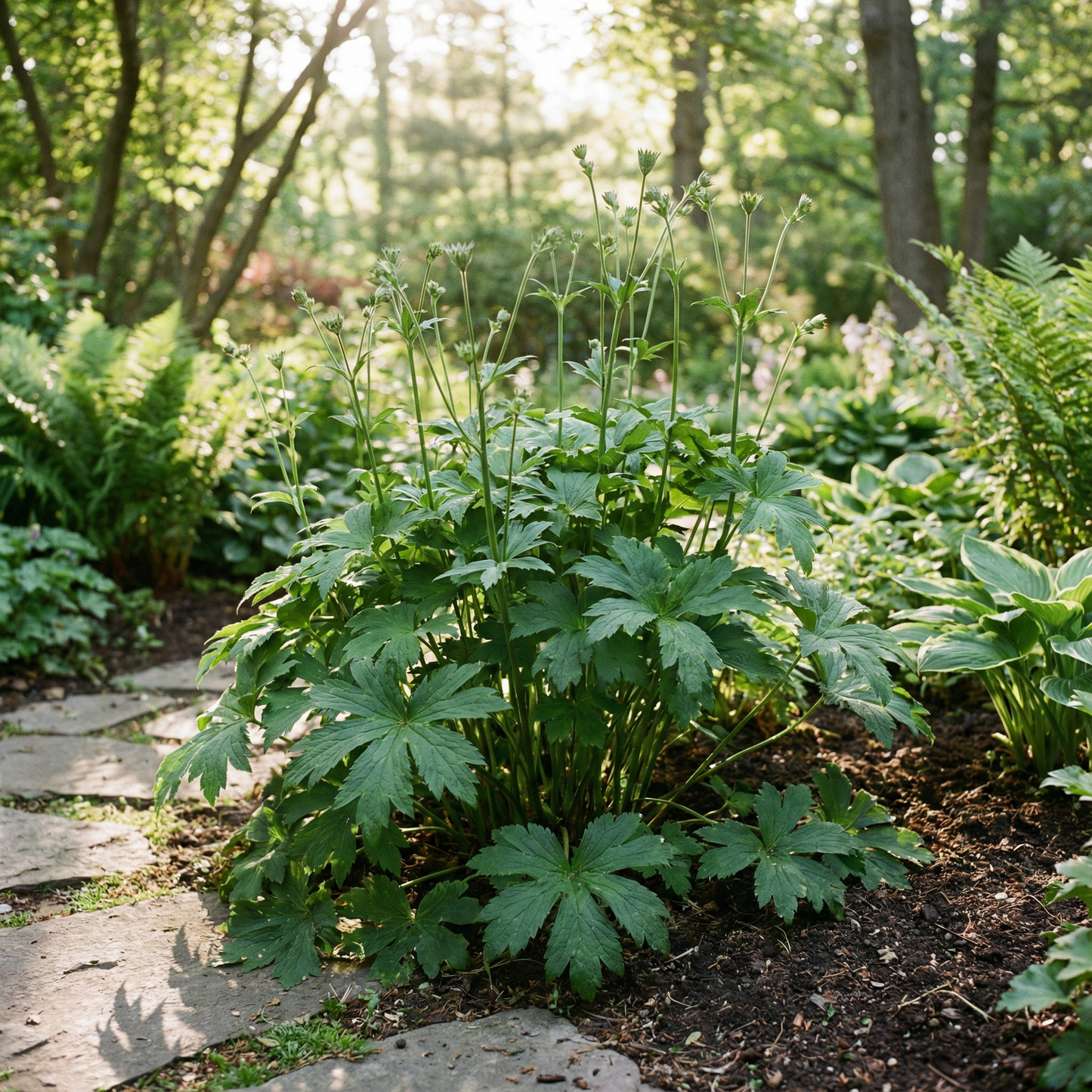 Masterwort Flower Seeds for Planting (Astrantia)