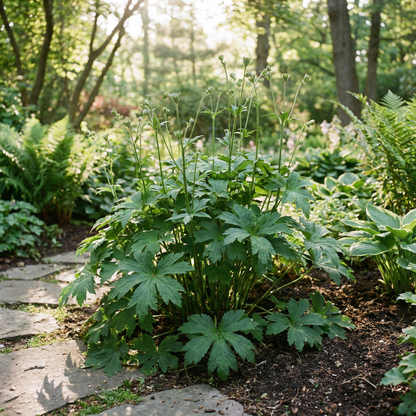 Masterwort Flower Seeds for Planting (Astrantia)