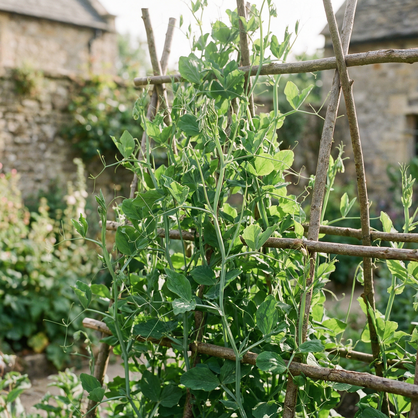 Sweet Pea Heaven Scent Mixed Flower Seeds for Planting