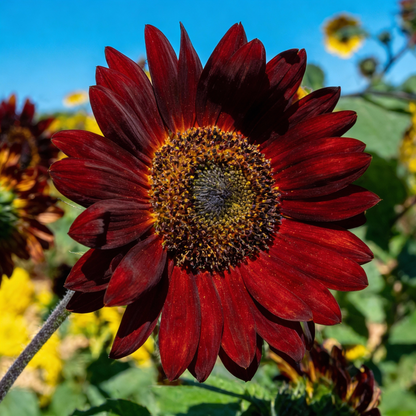Dark Red Sunflower Seeds for Garden Planting