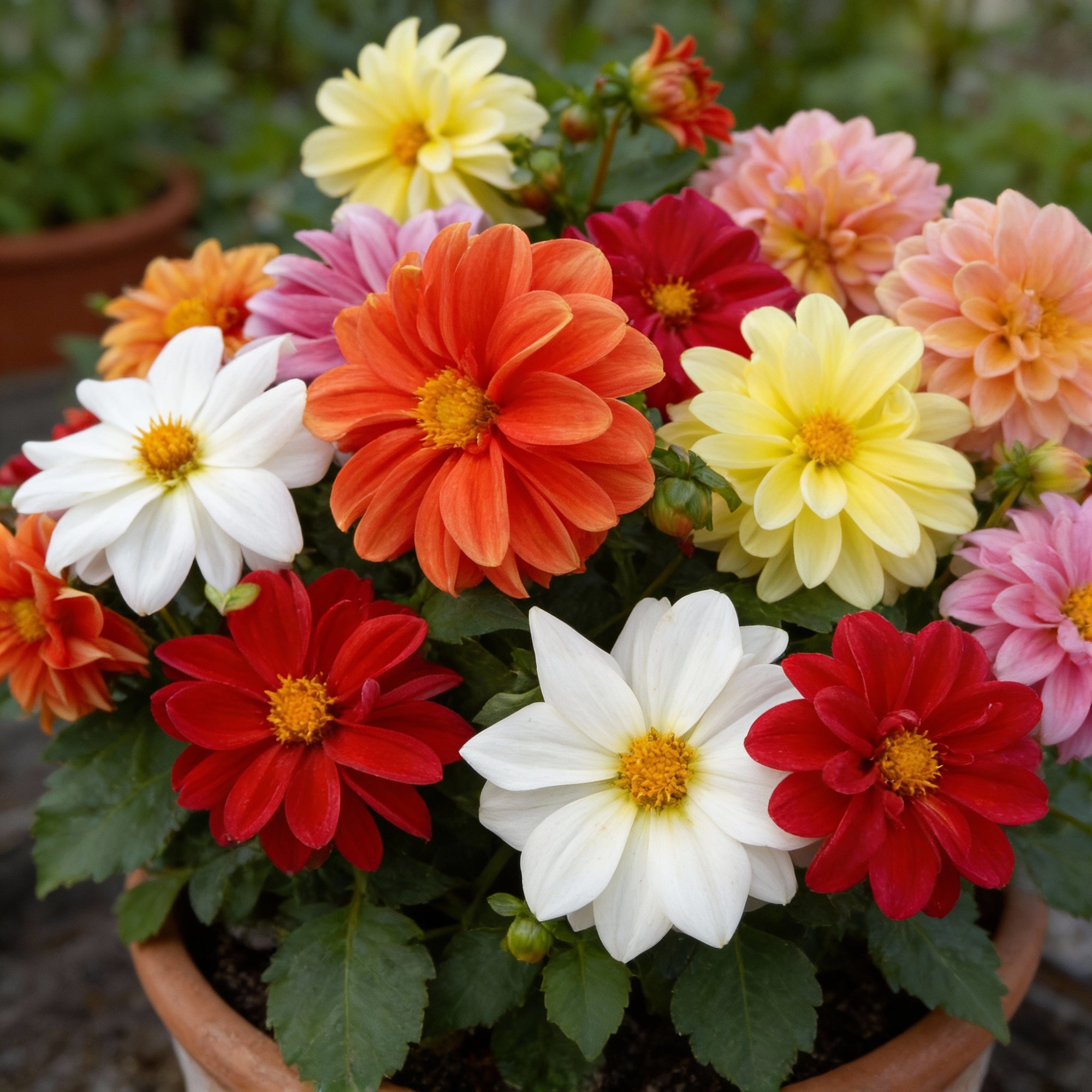 dahlia-figaro-mixed-flower-seeds-for-garden-planting