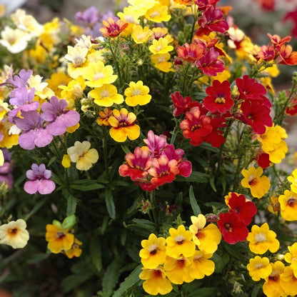 Nemesia Carnival Mix Flower Seeds for Garden Planting