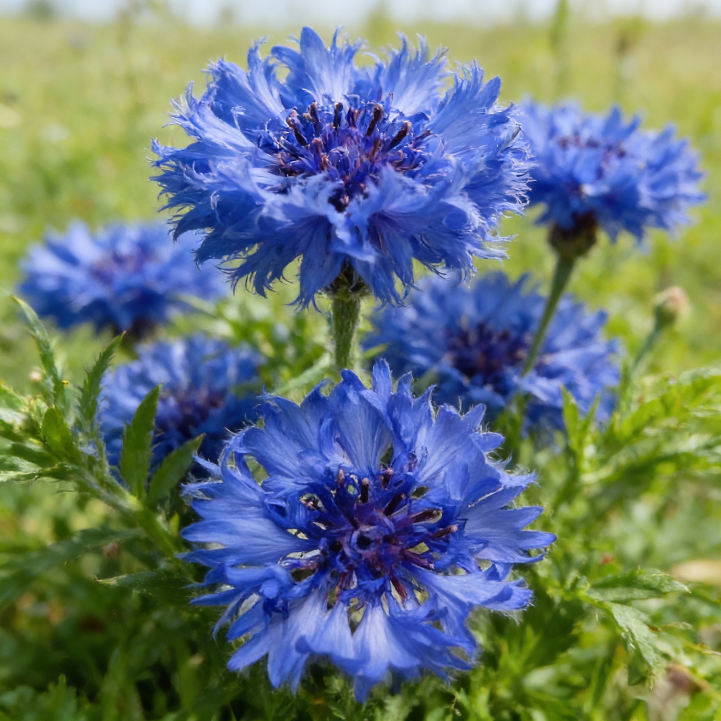 Blue Aster Flower Seeds for Garden Planting
