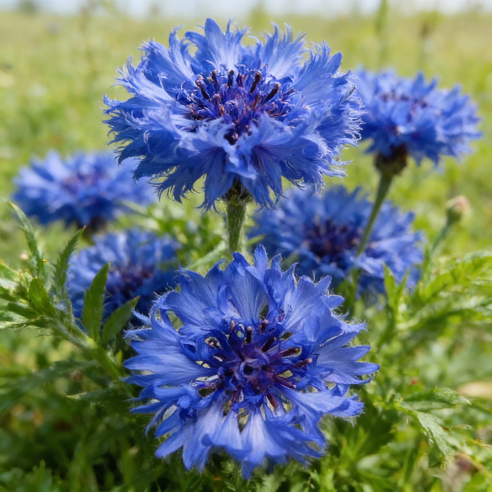 blue-aster-flower-seeds-for-garden-planting