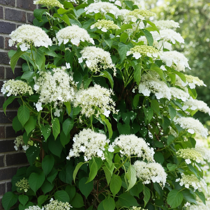 Climbing Hydrangea Flower Seeds for Garden Planting