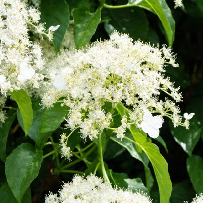 Climbing Hydrangea Flower Seeds for Garden Planting