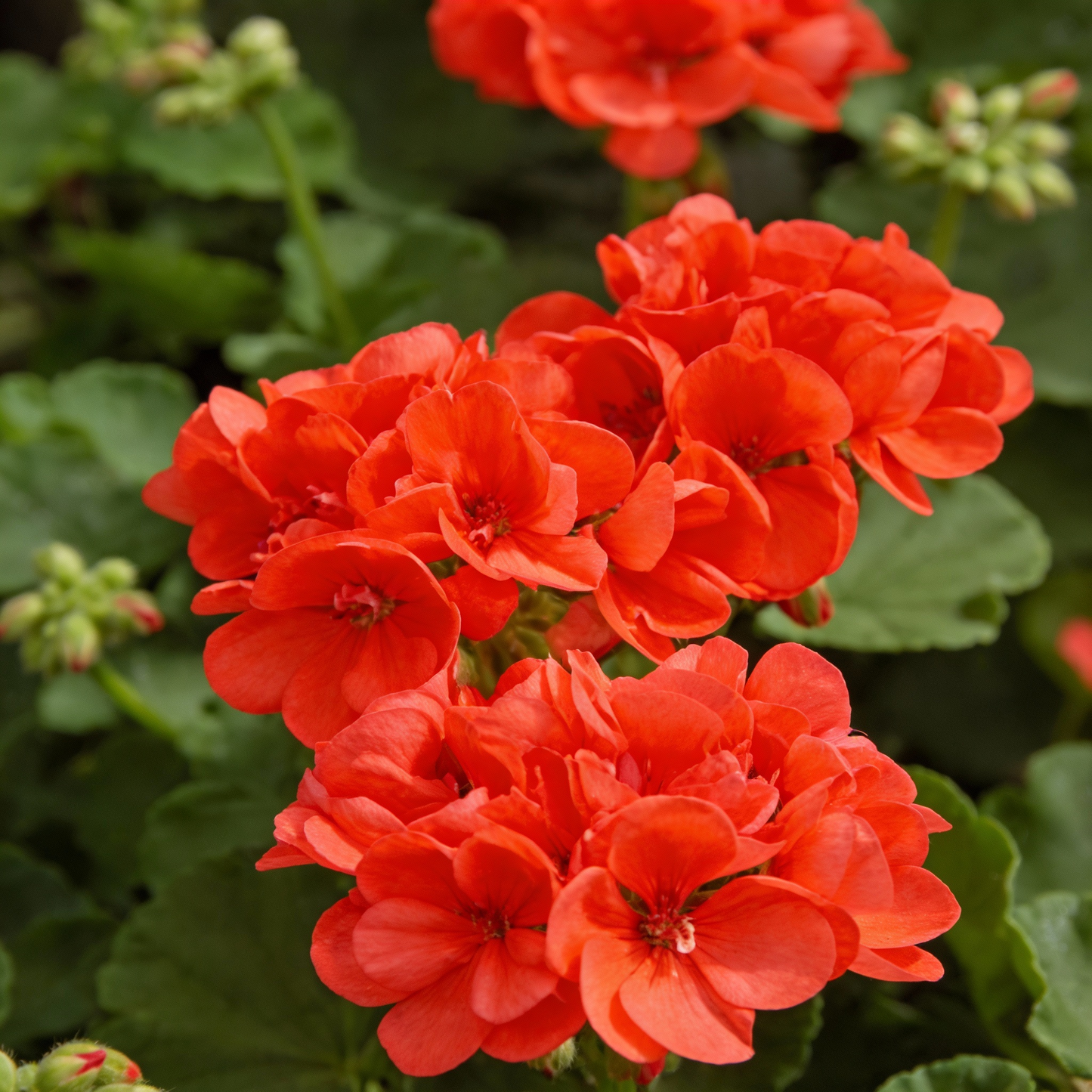 Orange Geranium Flower Seeds for Garden Planting