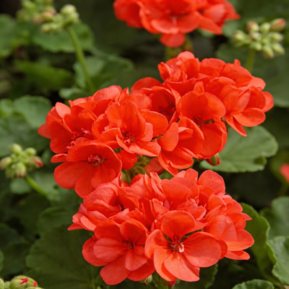 Orange Geranium Flower Seeds for Garden Planting
