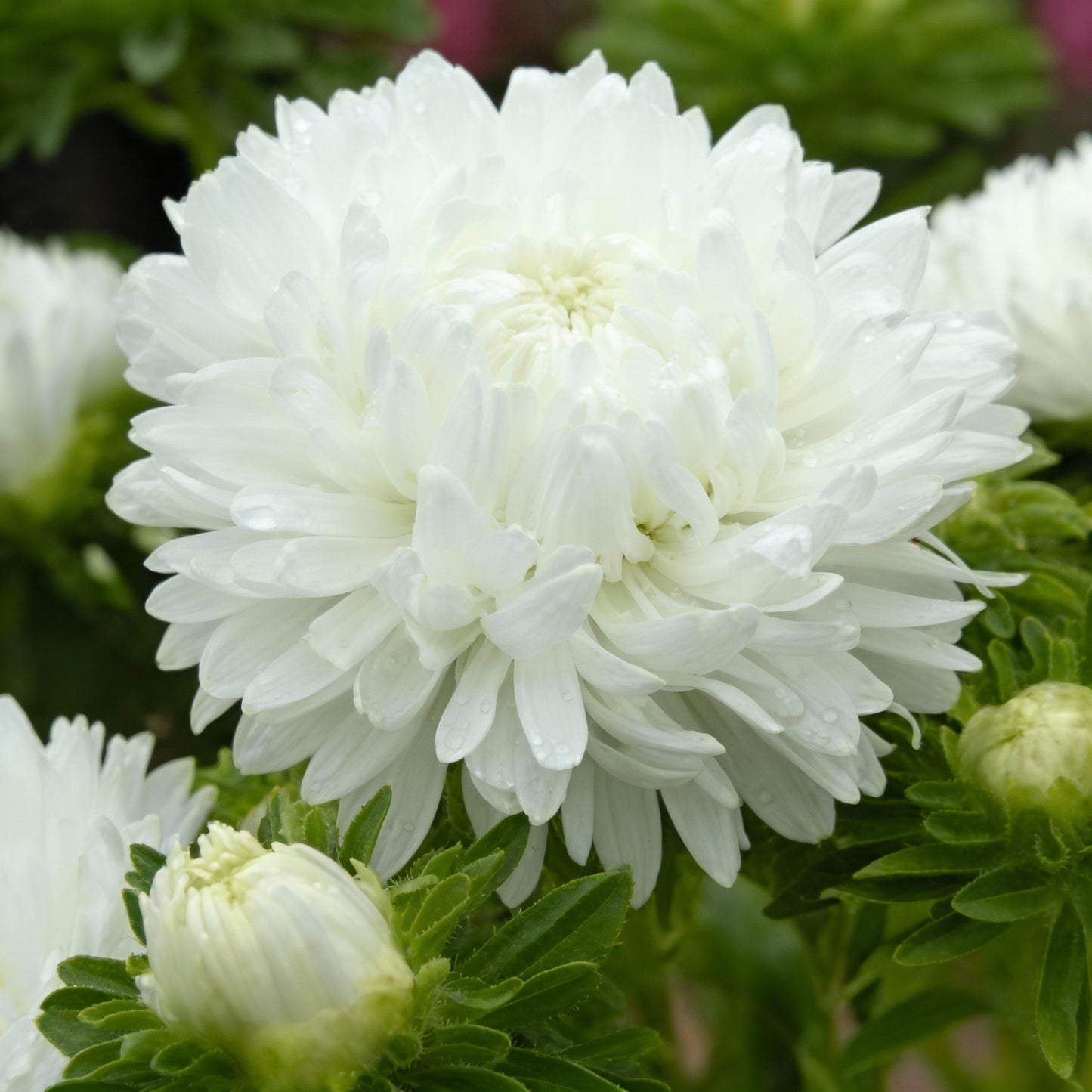 White Aster Flower Seeds for Garden Planting