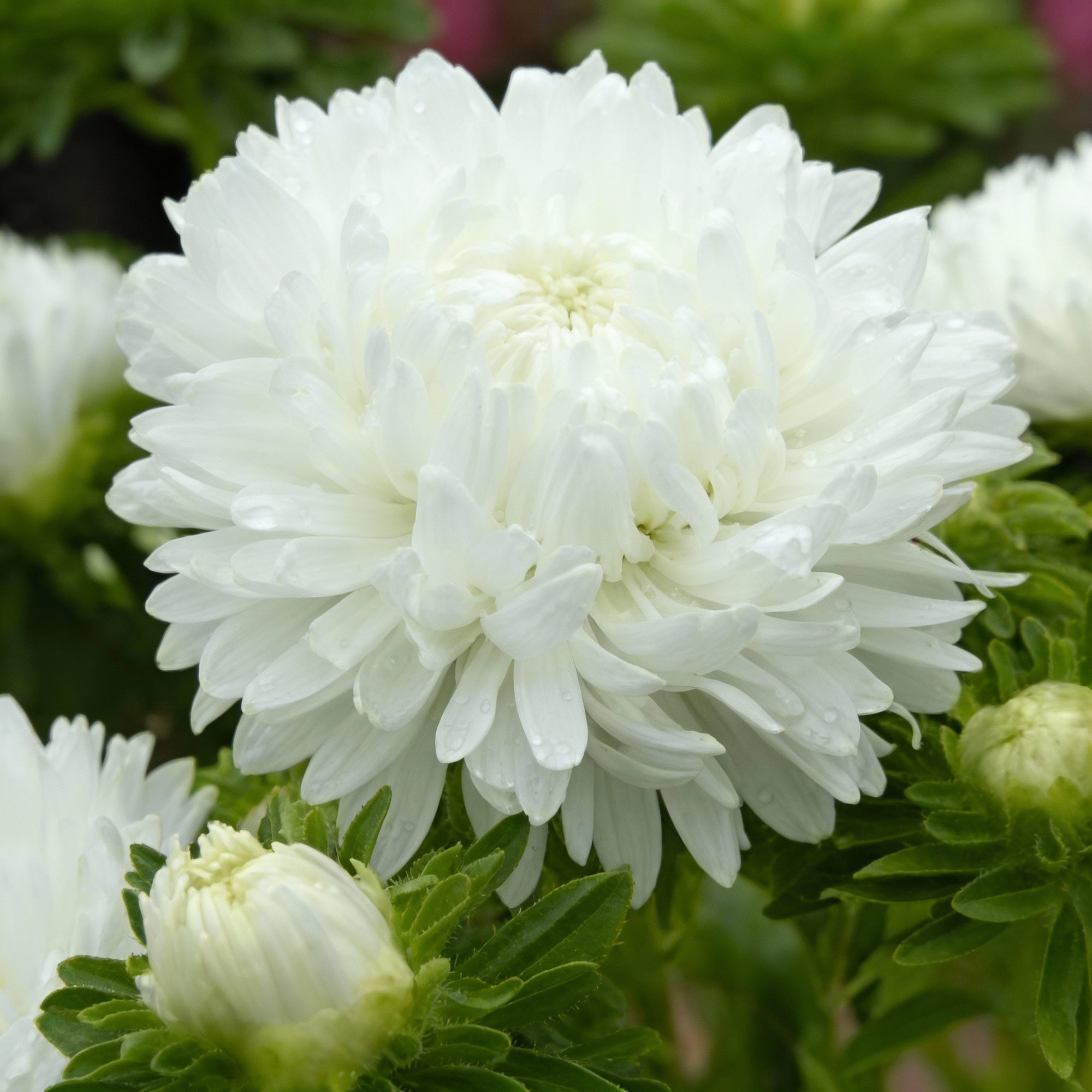 white-aster-flower-seeds-for-garden-planting