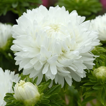 White Aster Flower Seeds for Garden Planting