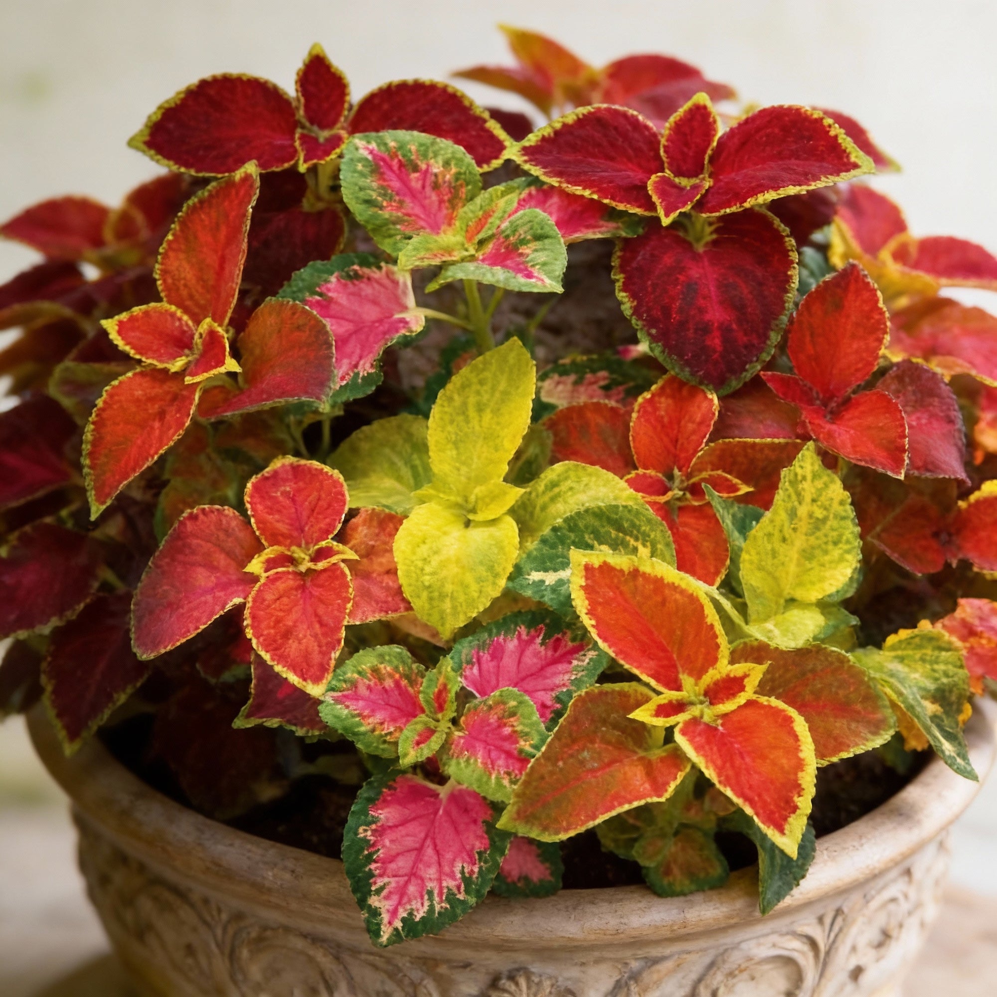coleus-flower-seeds-for-planting-vibrant-foliage-for-gardens-containers