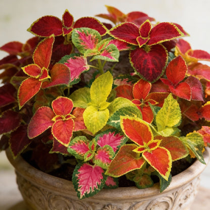 Coleus Flower Seeds for Planting Vibrant Foliage for Gardens Containers