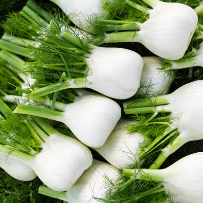 white-fennel-vegetable-seeds-for-planting