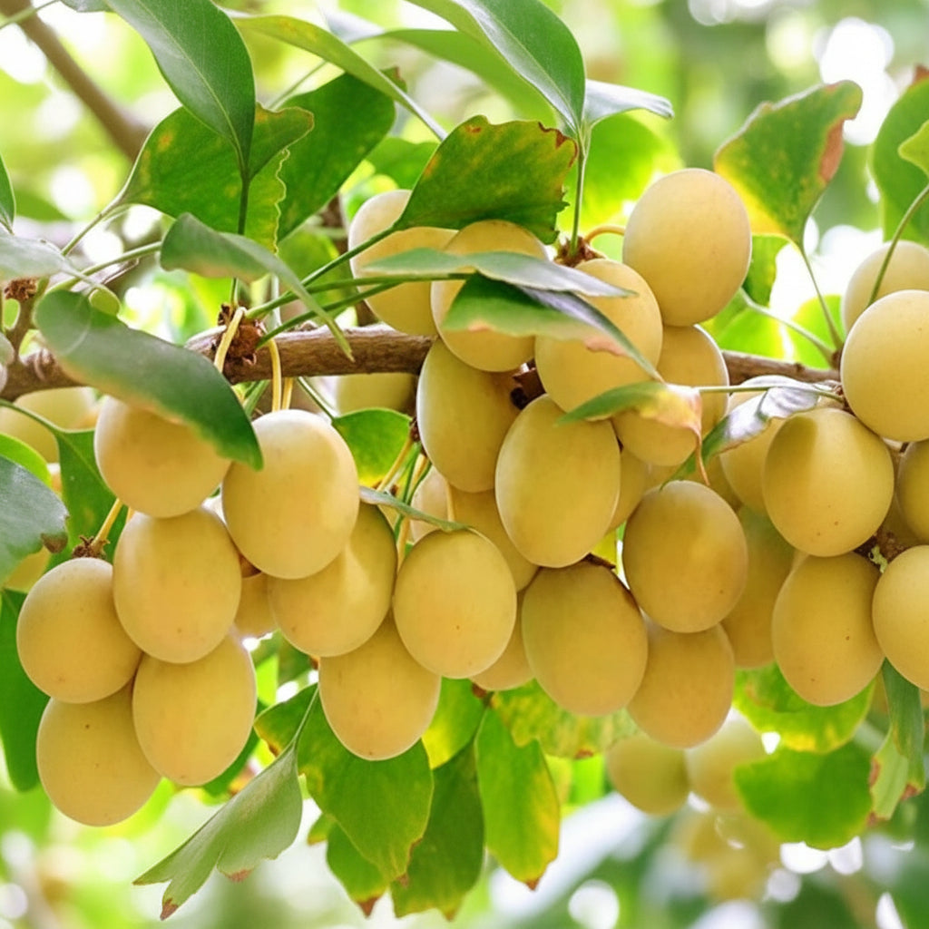 Ginkgo Biloba Seeds – Ancient Medicinal Fruit Tree Seeds