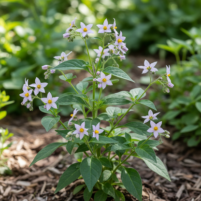 Lycianthes Lycoides Flower Seeds for Garden Planting