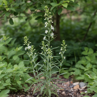 Lysimachia Ephemerum Flower Seeds for Garden Planting