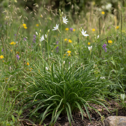 Paradisea Lusitanica Flower Seeds – Rare Exotic White Blooms for Your Garden