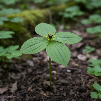 Paris Quadrifolia Flower Seeds for Garden Planting