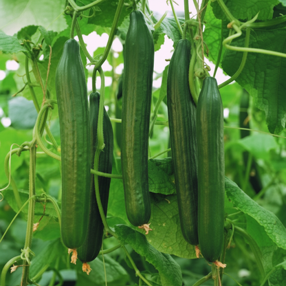 Cucumber Carmen F1 Seeds for Planting