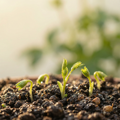 Masterwort Flower Seeds for Planting