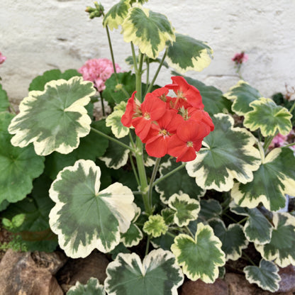 Geranium Flower Seeds for Garden Planting