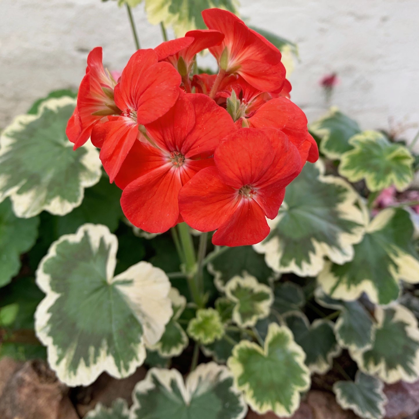 Geranium Flower Seeds for Garden Planting