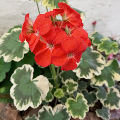 Geranium Flower Seeds for Garden Planting