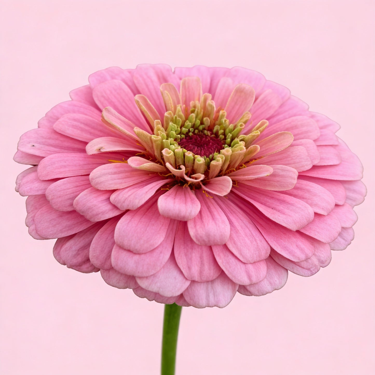 Light Pink Zinnia Flower Seeds for Garden Planting