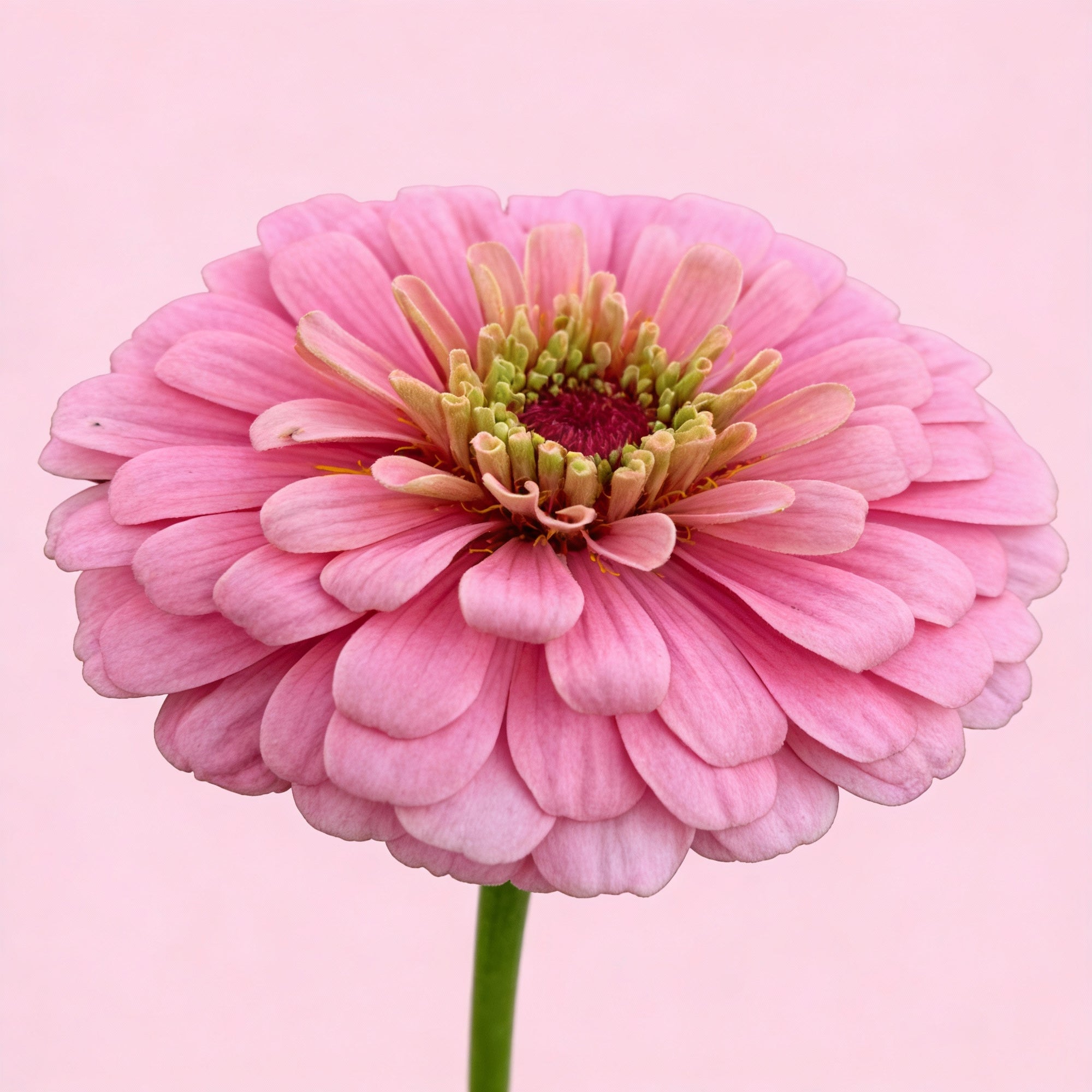 light-pink-zinnia-flower-seeds-for-garden-planting