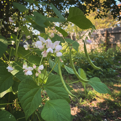 Mayflower Bean Seeds – Heritage Heirloom Variety for Home Gardening