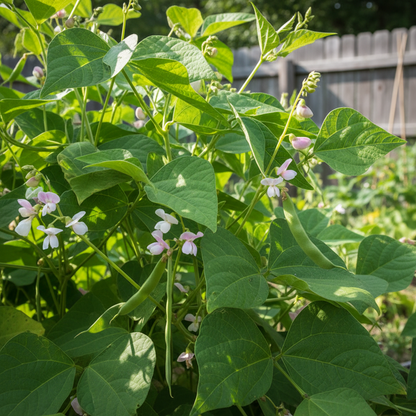 Stallard Bean Seeds – Cultivating Your Green Oasis, Premier Gardening Essentials