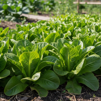 Amish Deer Tongue Lettuce Seeds – Heirloom Lettuce for Planting