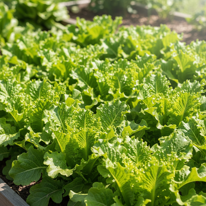 Green Oakleaf Lettuce Vegetable Seeds for Planting