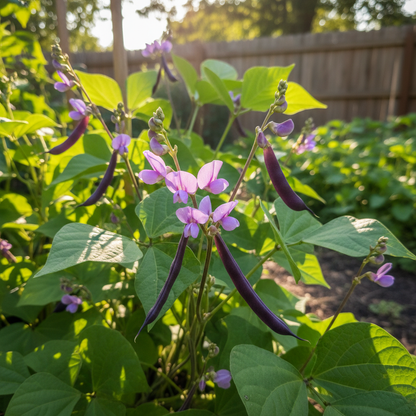 Royalty Purple Pod Bean Seeds – Heirloom Bean for Planting