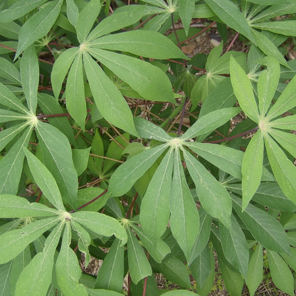 Cassava Seeds for Planting - Manihot esculenta