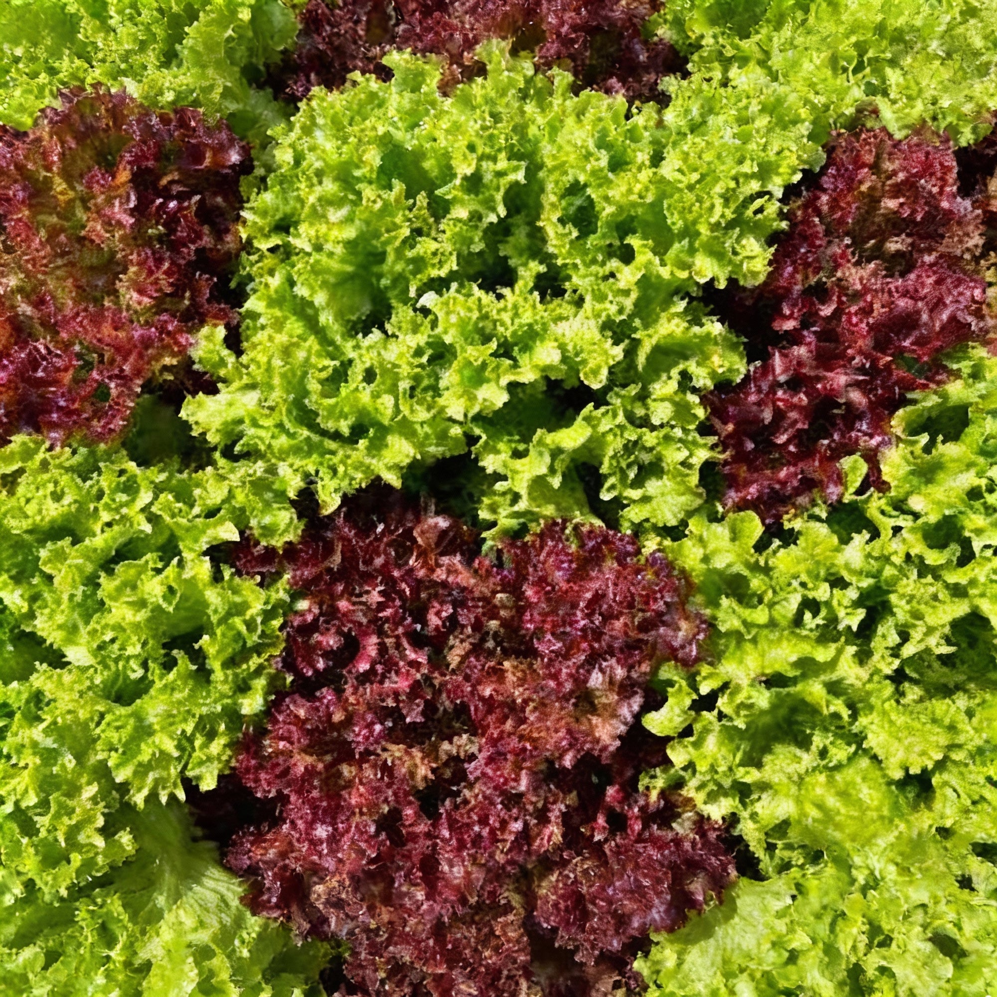 oakleaf-lettuce-seeds-green-red-heirloom-variety-for-home-gardens